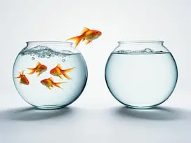 A fish jumping out of a filled fishbowl into an empty one